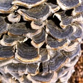 Cross Over Trail - 2